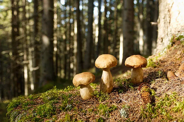 Porcini Mushrooms And Its Substitutes