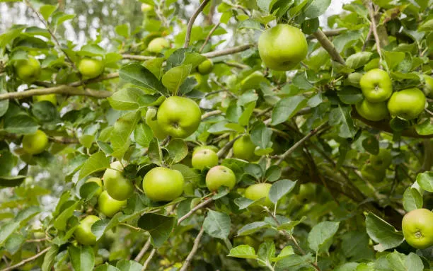 Bramley Apple And Its Substitutes