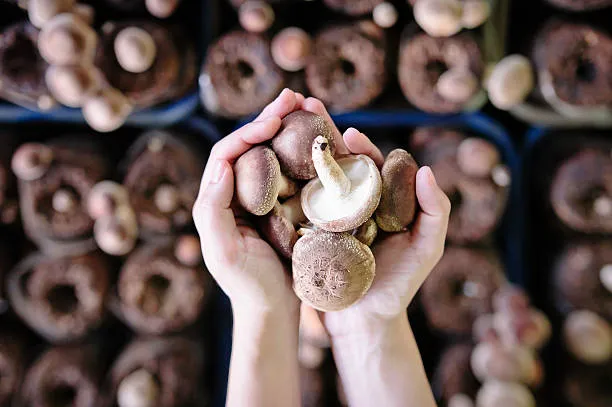 15 Ways of Wild Mushrooms Use