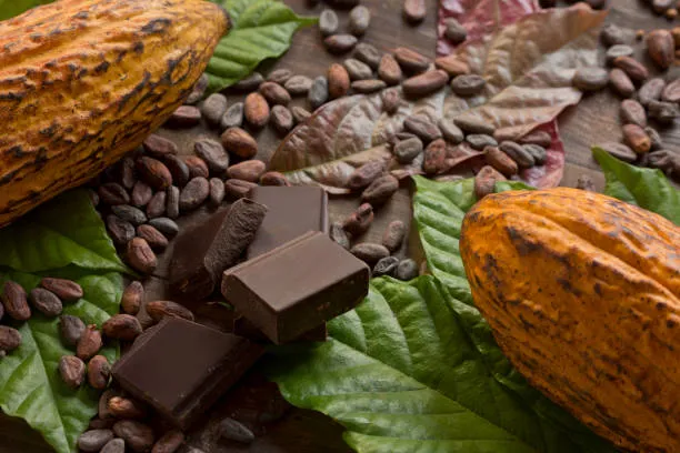 Cacao Nibs And Its substitutes