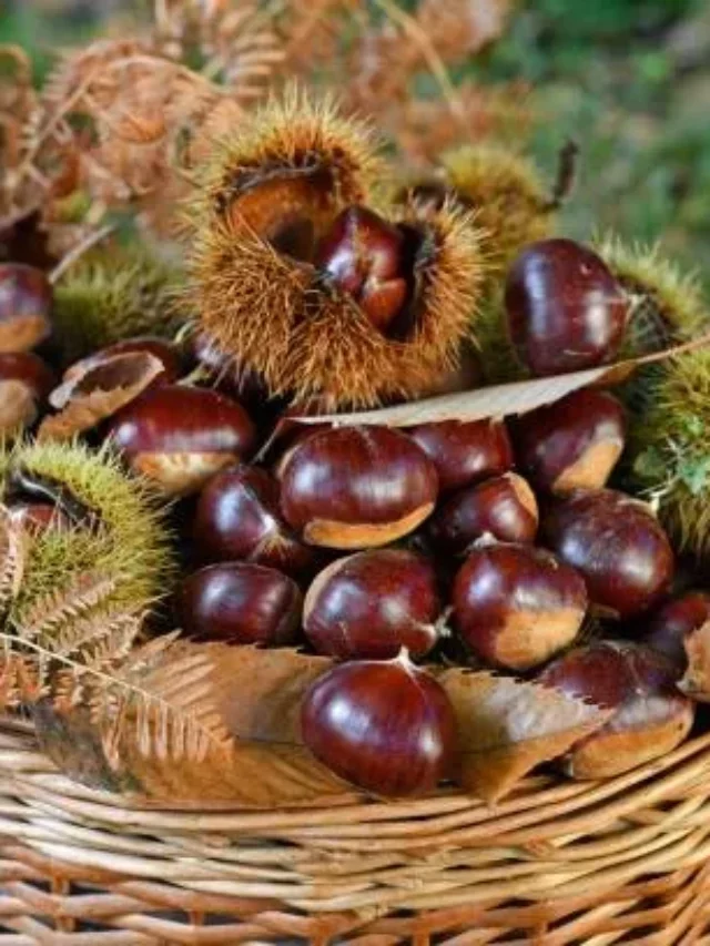 Chestnuts And Their Substitutes