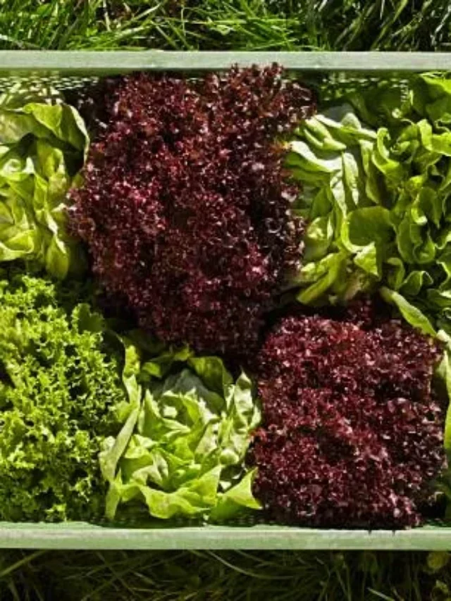 Bibb Lettuce And its Substitutes