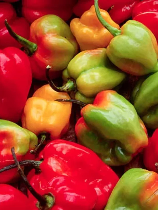 Bell Peppers And Its Substitutes